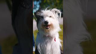 Dog owners get a magical portrait from a stranger 🫶🏻