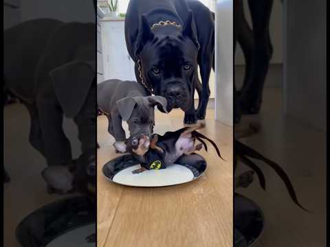 Mini Hero vs Giant Guardian! Chihuahua’s Drama Meets Cane Corso Power 😂 #viral #funny #chihuahua
