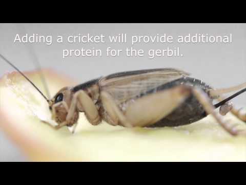 Nutrition and feeding: Food & water for a gerbil