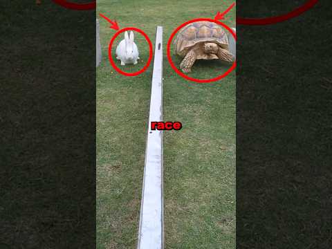 TURTLE VS HARE! #race #cute #animals #animalstories #fun