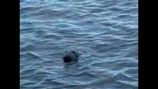 Seal in Lerwick harbour, Shetland