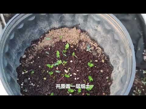 薰衣草种植大全：园艺老师教您轻松种出香气四溢的紫色花海