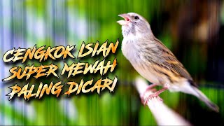 Download lagu MATERI ISIAN MEWAH JAWARA ! MASTERAN KENARI ISIAN BLACKTHROAT GACOR PALING DICARI #07 mp3