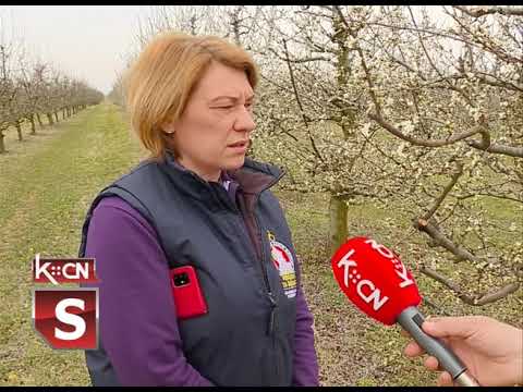 Voćnjaci posle zime