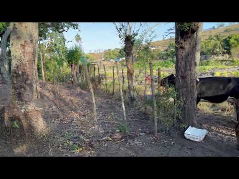 Vila do soa Francisco Paulo Jacinto Alagoas seu juse  tirando leite 