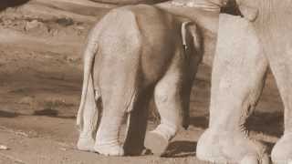 Baby Elephant Lola is stable - http://www.tierpark-hellabrunn.de/?L=1