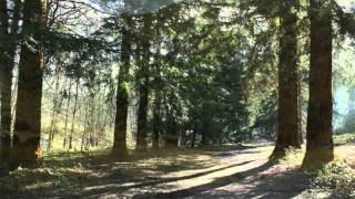 Trumpets - Waterboys