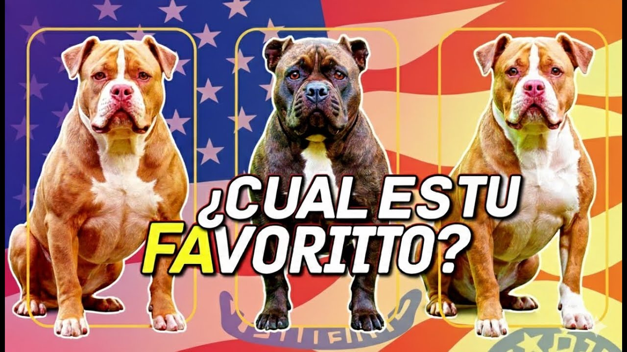 EL AMERICAN BULLY y los diferentes TIPOS DE AMERICAN BULLY