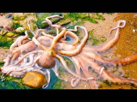 Woman goes crazy catching big octopus in hot summer! So many octopuses!