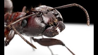 Insect Vision Part 1: Apposition Eye