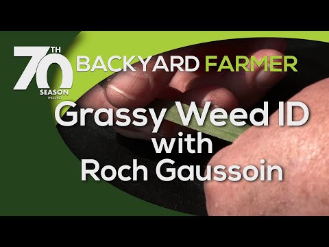 Grassy Weed Identification