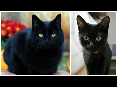 12 Interesting Bombay Cat Facts