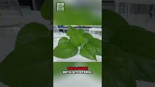 Phytosterols &amp; Eye Health: Unraveling the Mystery #shorts