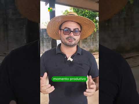 Entrega de mudas de açaí para produtores de Santa Maria do Pará.