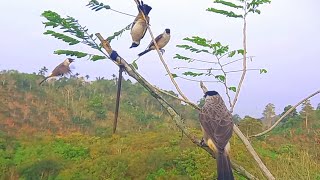 Download lagu semua burung pasti jinak_pikat KUTILANG ini bungkus RAJA KUTILANG di alam liar #Birdtrap mp3