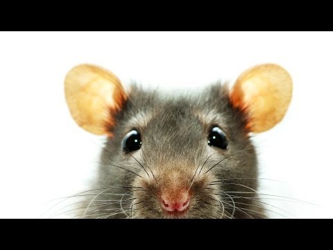 How to Know If Your Rat Is Sick | Pet Rats