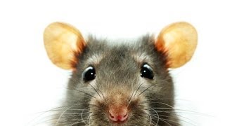 How to Know If Your Rat Is Sick | Pet Rats