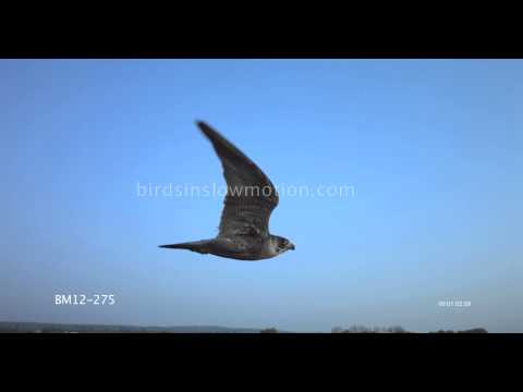 Peregrine Falcon Slow Motion In Flight shot on Phantom HD Gold - 3 Shots