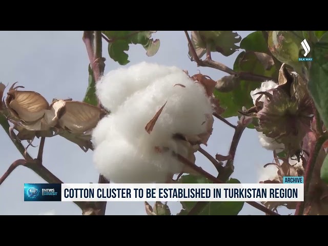 Түркстан облусунда пахта кластери түзүлөт