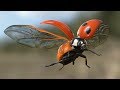 Ladybird  Flight Test - 3d model