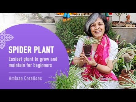 Fast growth spider plant, clorophytum comosum