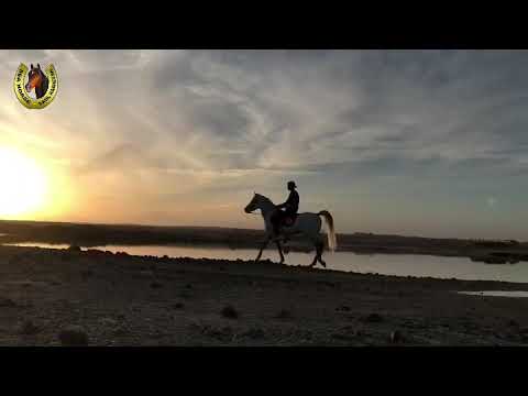 Horse riding Hurghada 🐴