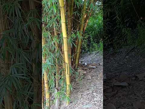 Isla Caraguatay , Montecarlo , Misiones , Rio Paraná