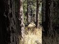 Forky buck