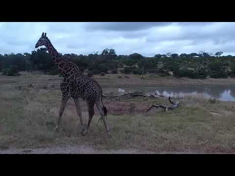 Djuma: Elephants get quick drink at the dam - 08:07 - 03/04/2022