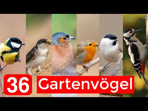 36 häufige Gartenvögel bestimmen | Aussehen, Gesänge, Besonderheiten