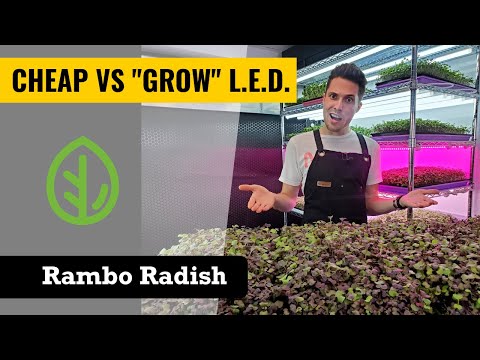Cheap LEDs vs Grow LEDs for Microgreens — 4 Lights Tested on Rambo Radish!