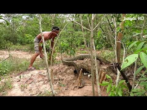 Survival Skills Technology: Amazing Quick Snake Trap Build From Branches & Snake Nest by Jungle HD