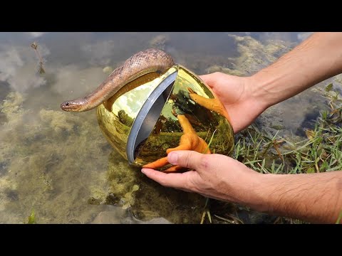 GOLDEN EGG Fish Trap Catches Slithery SNAKE!! **JAWS ATTACKS**