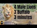 4 Male Lions Take Down 3 Buffalo In 3 Minutes Kruger National Park