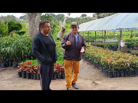 VIVEIRO IVANILDO DAS PLANTAS, TEM UMA VARIEDADE DE MUDAS E  PLANTAS FRUTIFICA  ENXERTADAS.