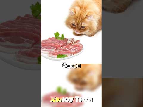 Экономлю кошачье время часть 73
