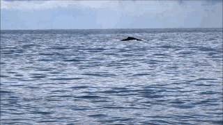 Baleines à bosse in new caledonia