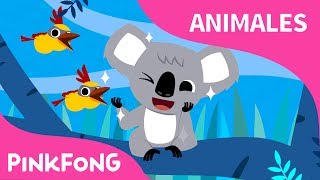 Koala Lalala | Koala | Animales | PINKFONG Canciones Infantiles