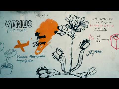 Erik Sumo x Harcsa Veronika - Venus Flytrap (2020)