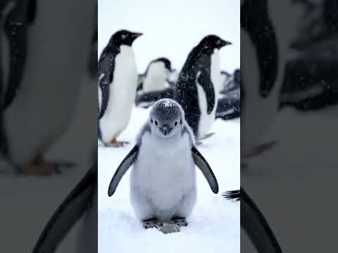 The Chick With the Pebble's Dream 🐧🪨