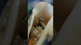 How Conch Eyes Look 😳 #shorts