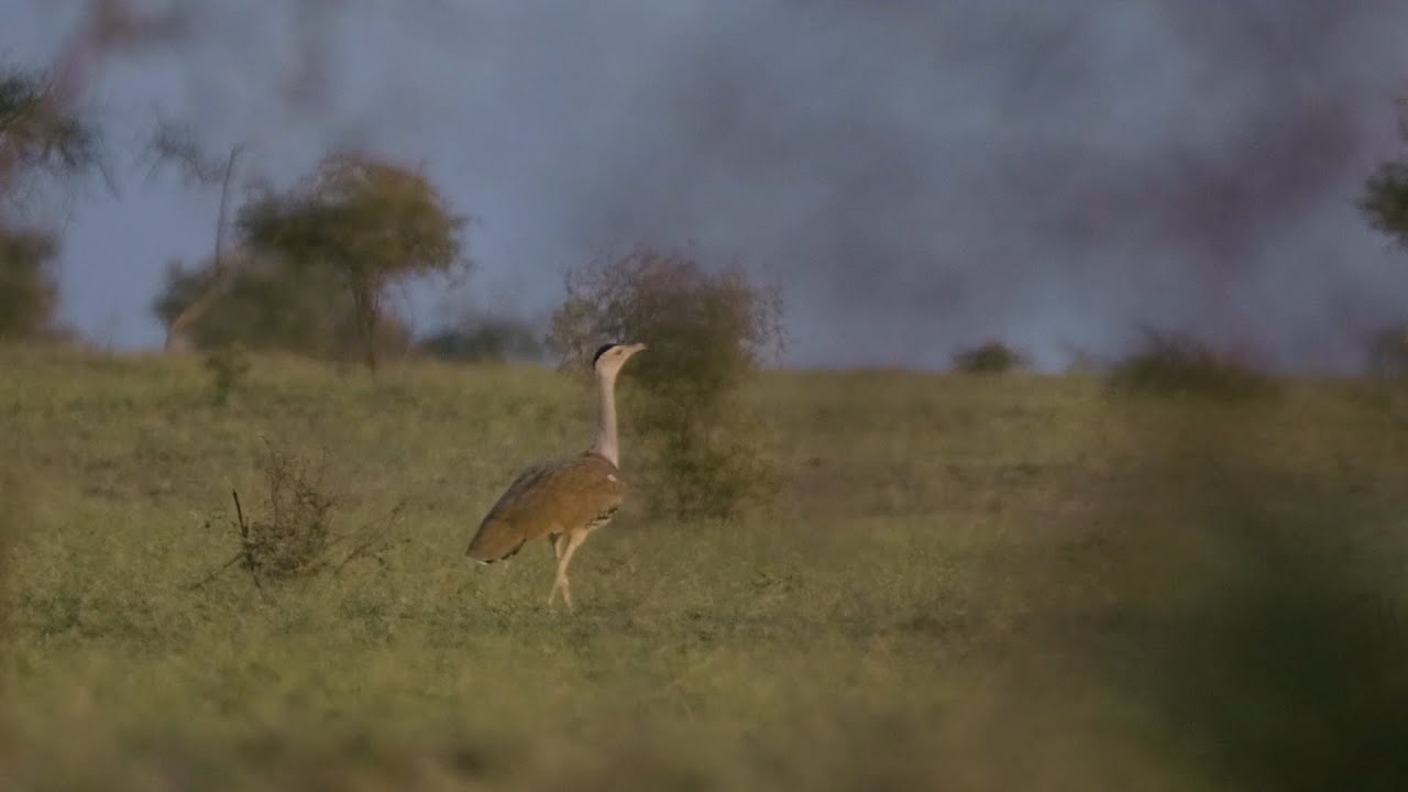 Witness the Last Dance of the Great Indian Bustard
