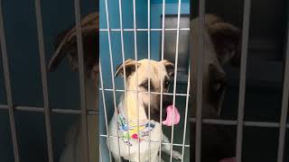Video preview image #1 Boxer-German Shepherd Dog Mix Puppy For Sale in Pasadena, CA, USA