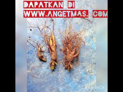 Suntikan hidroklorida papaverine untuk potensi Tajam mengurangi potensi alasan