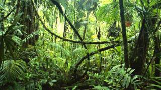 Proviant Audio - In the Jungle