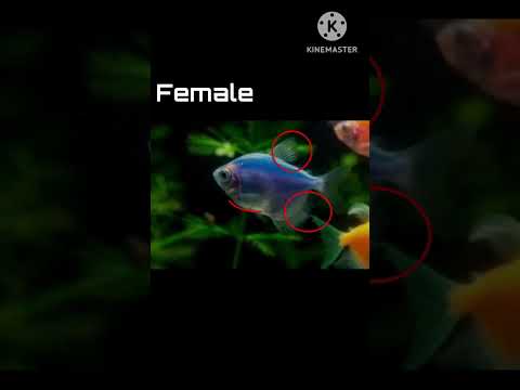 Tetra male female identification