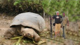 BIGGEST TORTOISE IN THE WORLD Video