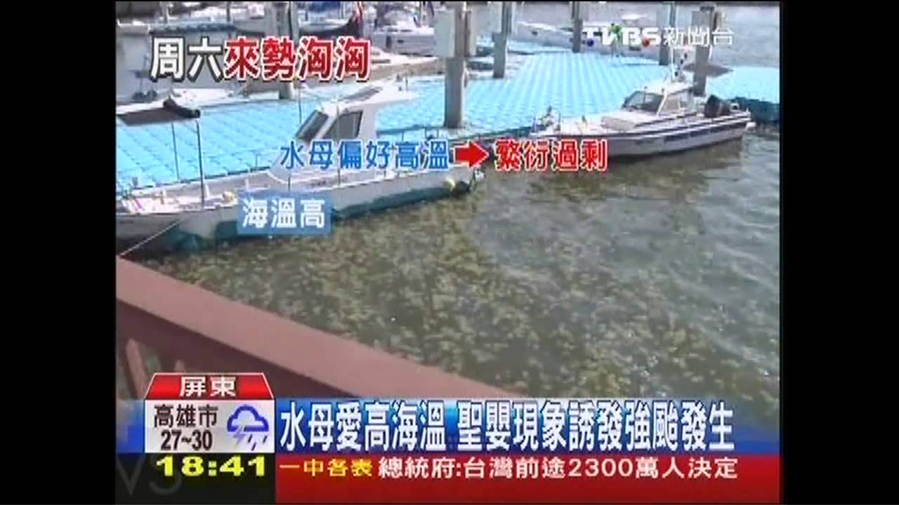 水母大軍現蹤　海溫高今夏強颱恐增多