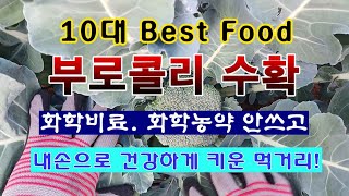 [텃밭농부 1,910]  10대 Best Food 부로콜리. 첫수확. #부로콜리재배