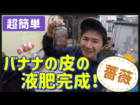 植物を健康に保つための庭でのバナナの皮の 5 つの使い方  庭園